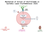Anifrolumab: Transforming Lupus Treatment with Targeted Immunotherapy