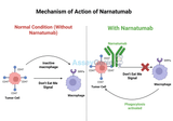 Narnatumab: Unveiling the Role of Anti-CD47 in Cancer Research