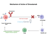 Sirexatamab: Advancing CD47-Targeted Cancer Therapy and Research