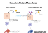 Tezepelumab: A Breakthrough in Severe Asthma Treatment and Research