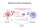 Rosopatamab: Unveiling the Potential of Anti-CD47 Therapy in Cancer Research
