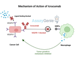 Icrucumab: Exploring the Role of Anti-Angiogenic Therapy in Cancer Research