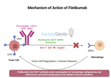 Fletikumab: Unlocking the Potential of Anti-CD47 Therapy in Cancer Research
