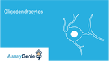 What Are Oligodendrocytes? Functions, Markers & Disease Links