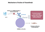 Vixarelimab: A Novel Approach to Targeting Prurigo Nodularis and Fibrosis