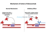 Glenzocimab: A Novel Antiplatelet Therapy for Stroke Prevention