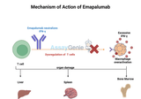 Emapalumab: Unlocking the Potential of Targeting IFN-γ in HLH Treatment