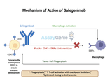 Galegenimab: Unlocking the Potential of Anti-CD47 in Cancer Research