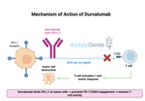 Durvalumab: Advancing Immunotherapy in Cancer Treatment