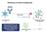 Begelomab: Mechanism of Action, Clinical Applications & Biosimilars