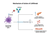 Litifilimab: A Promising Anti-BDCA2 Antibody for Lupus Treatment