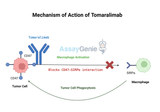 Tomaralimab: Unveiling the Role of Anti-CD47 in Cancer Research