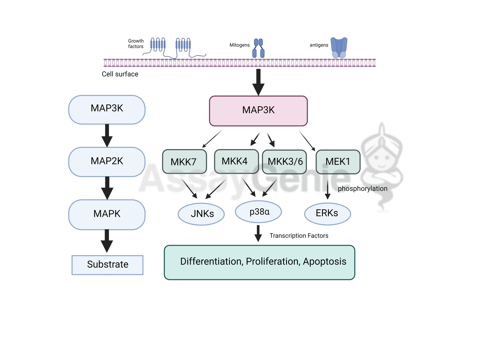 MAPK Signaling: Unraveling the Pathway of Mitogen Stimulation - Assay Genie