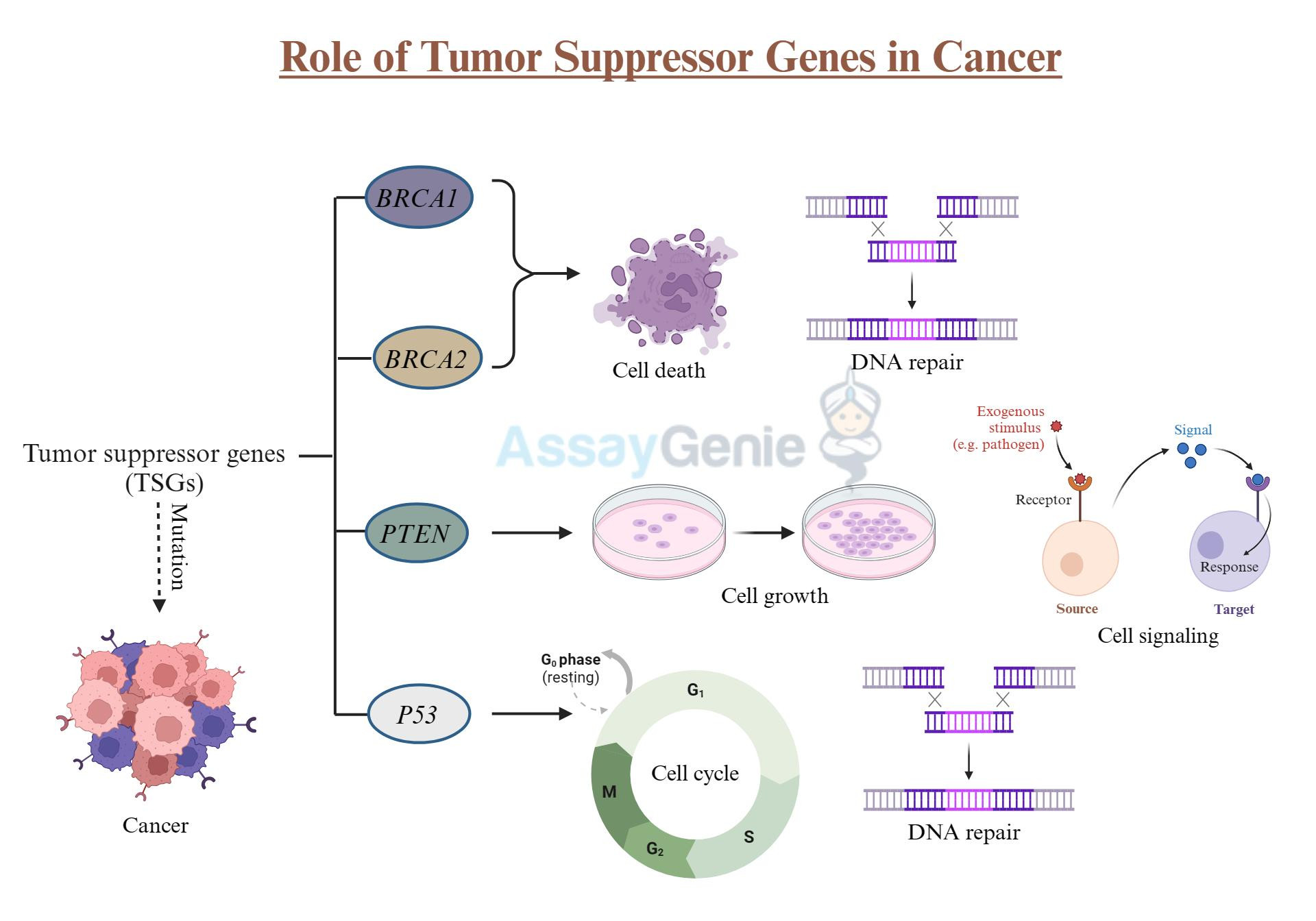 The Role of Tumor Suppressor Genes in Cancer Knudson Hypothesis