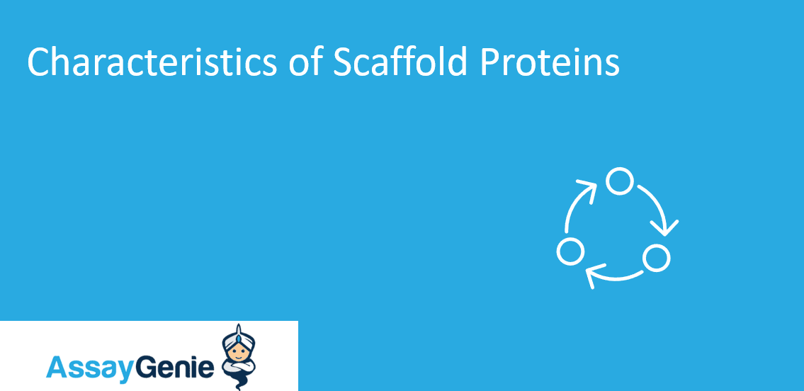 Characteristics of scaffold protein - Assay Genie