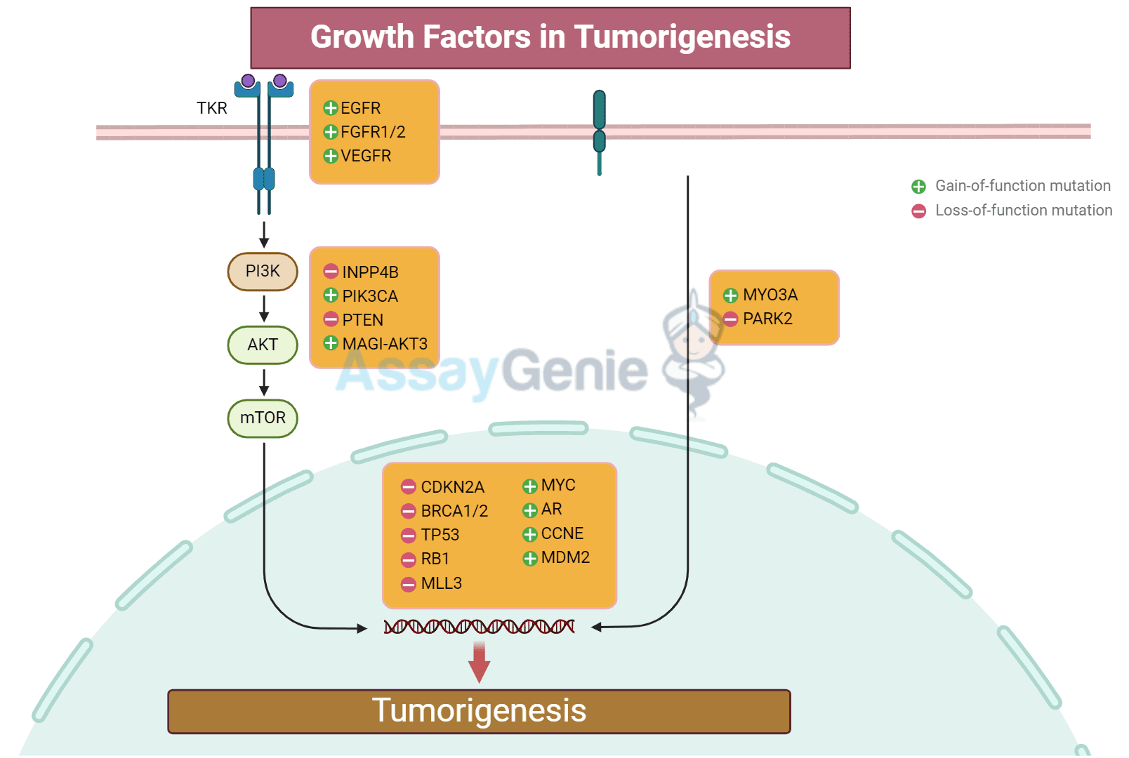 ELISA Kits, Assays & Antibodies - Assay Genie