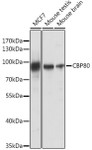 Epigenetics & Nuclear Signaling Antibodies 5