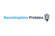 Neurotrophins Recombinant Proteins