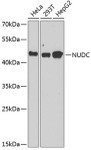 Cell Cycle Antibodies 2