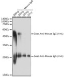 Secondary Antibodies