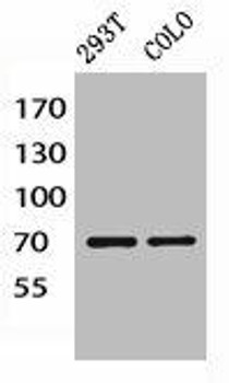 PIK3R1/PIK3R3 Antibody PACO06748
