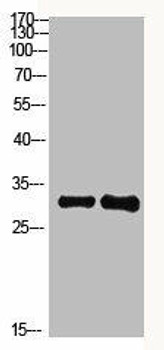 KCTD7 Antibody PACO07434