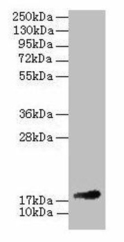Fgf1 Antibody PACO26741