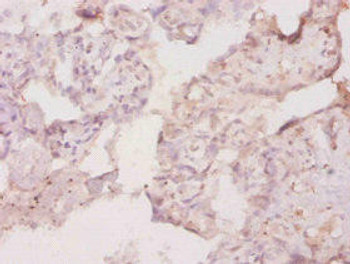Csf1 Antibody PACO32464