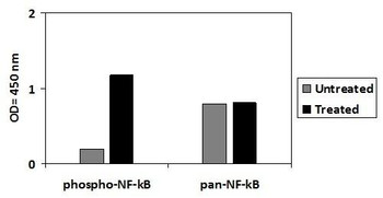 Human/Mouse/Rat Phospho-NF-KB p65 S536 PharmaGenie ELISA Kit and Total NF-KB p65 SBRS1912