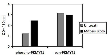 Human Phospho-PKMYT1 T495 and Total PKMYT1 PharmaGenie ELISA Kit SBRS1931