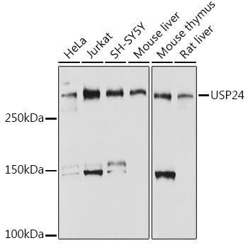 Anti-USP24 Antibody CAB0621