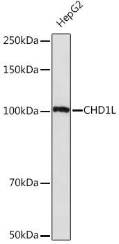 Anti-CHD1L Antibody CAB17558
