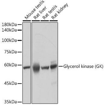 Anti-Glycerol kinase GK Antibody CAB19221