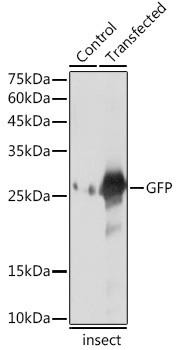 Anti-GFP Antibody CAB19535
