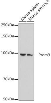Anti-Prdm9 Antibody CAB20428