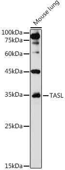Anti-TASL Antibody CAB20486