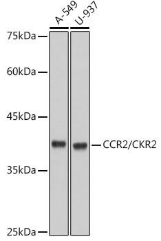 Anti-CCR2/CKR2 Antibody CAB2385