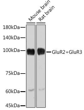 Anti-GluR2GluR3 Antibody CAB2754