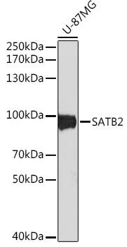 Anti-SATB2 Antibody CAB3491