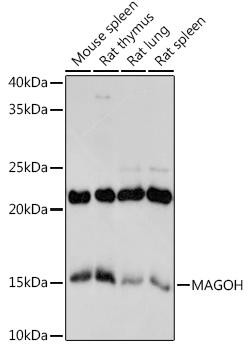 Anti-MAGOH Antibody CAB3579