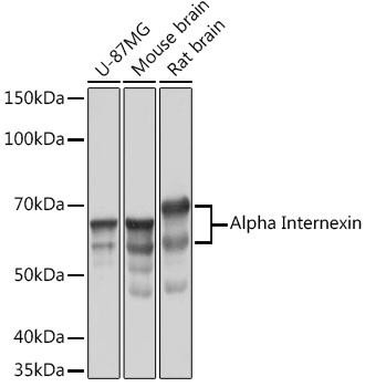 Anti-Alpha Internexin Antibody CAB3596