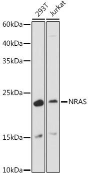 Anti-NRAS Antibody CAB7566