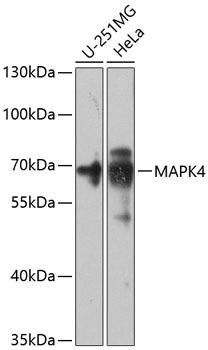Anti-MAPK4 Antibody CAB8144