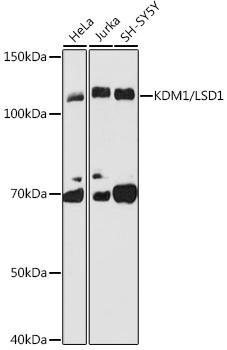 Anti-KDM1 / LSD1 Antibody CAB8711