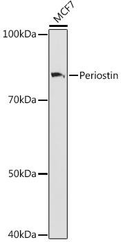 Anti-Periostin Antibody CAB9009