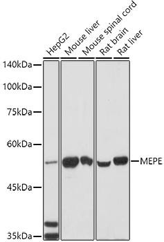 Anti-MEPE Antibody CAB9559