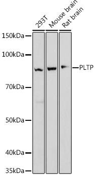 Anti-PLTP Antibody CAB9644