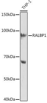 Anti-RALBP1 Antibody CAB9701