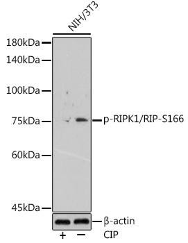 Anti-Phospho-RIPK1/RIP-S166 Antibody CABP1230