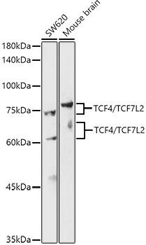 Western blot analysis of extracts of various cell lines, using TCF4/TCF7L2 antibody at 1:500 dilution. Secondary antibody: HRP Goat Anti-Rabbit IgG (H+L) at 1:10000 dilution. Lysates/proteins: 25ug per lane. Blocking buffer: 3% nonfat dry milk in TBST. Detection: ECL Basic Kit. Exposure time: 180s.